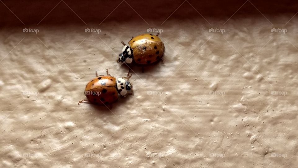 friendly ladybugs