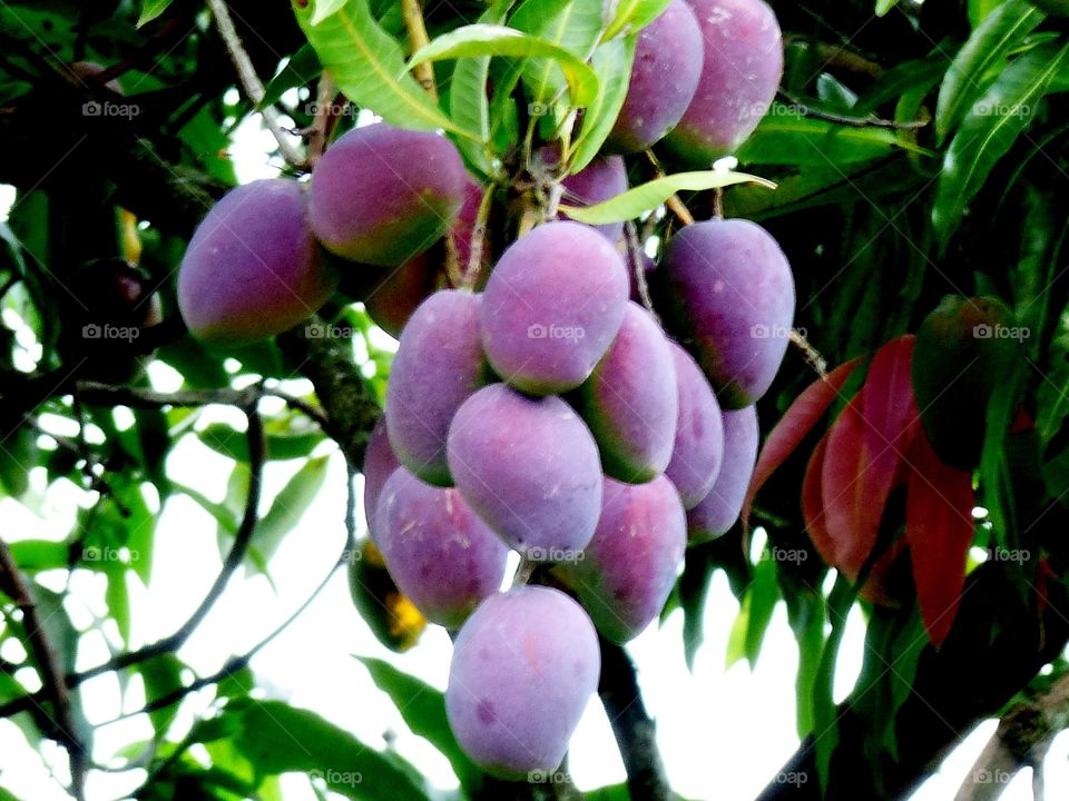 brazilian's mangoes
