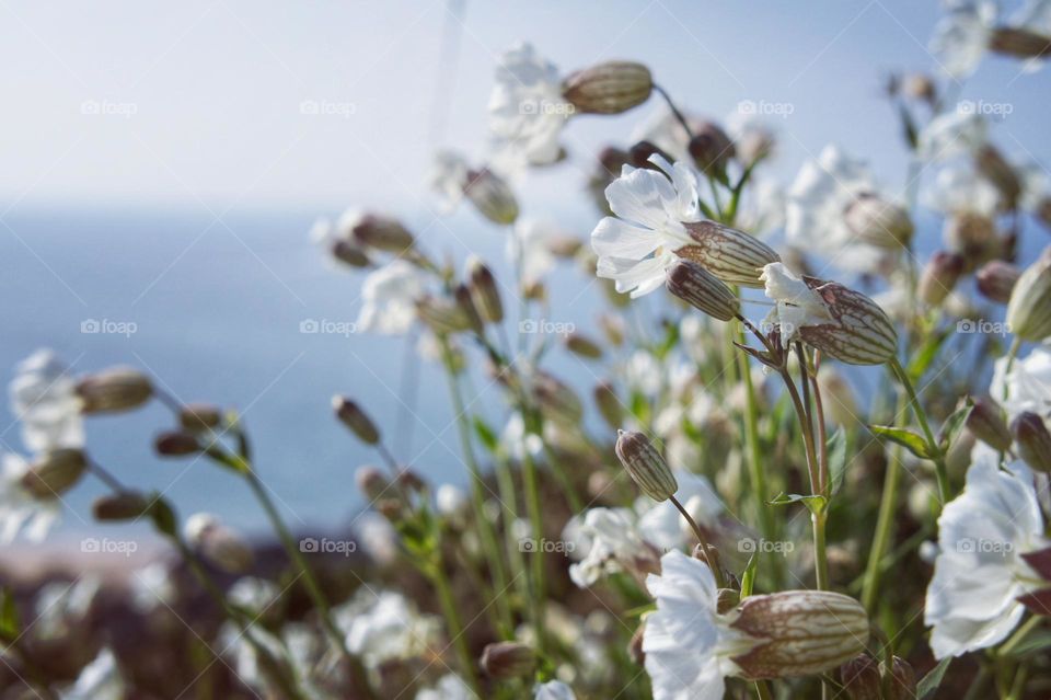 White flowers on the coast