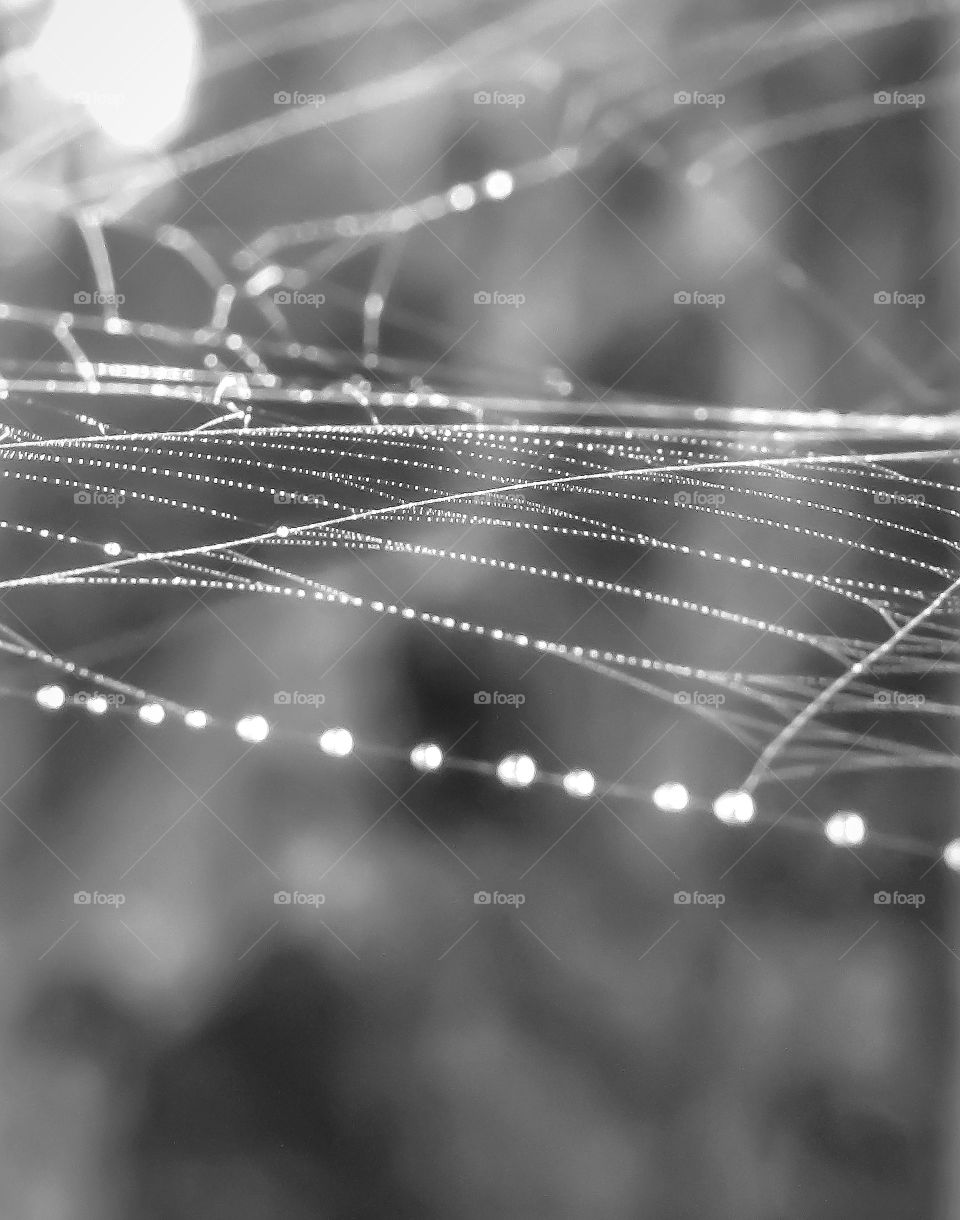 black and white dew drops on spider web