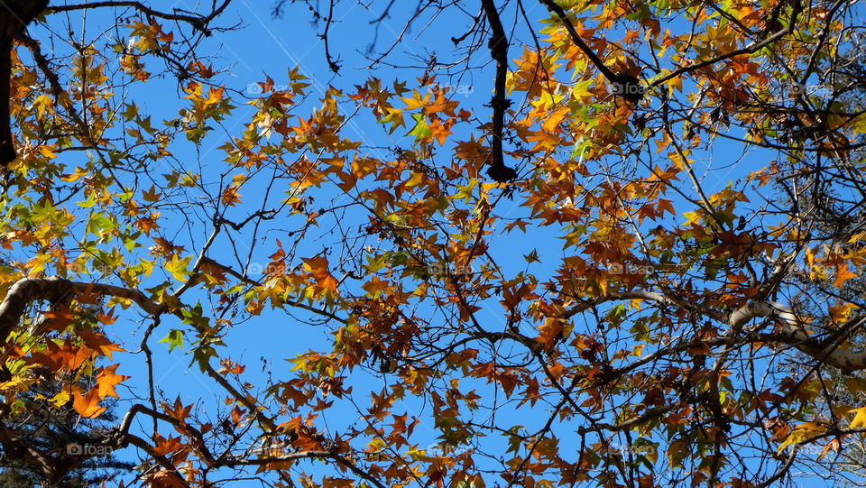 Colored leaves on deciduous tree