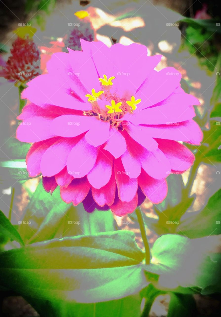 pink and yellow flow