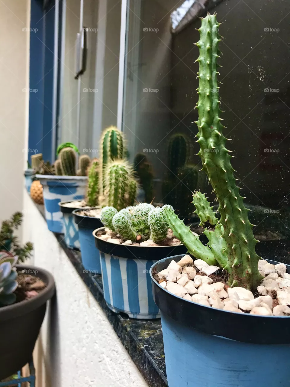 Cactus 