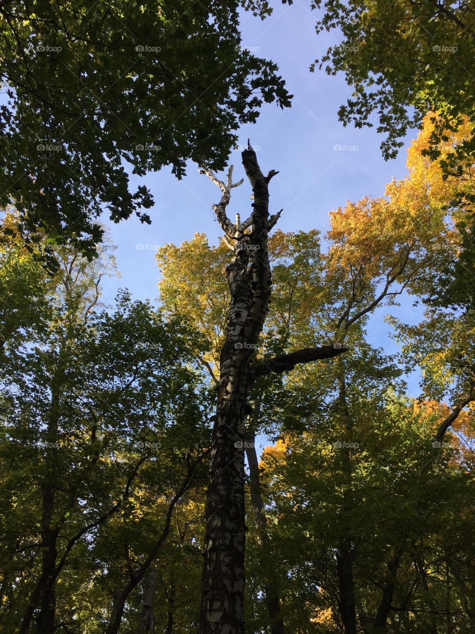 old dried tree in the autumn forest