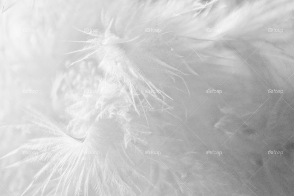 Extreme close-up of feathers