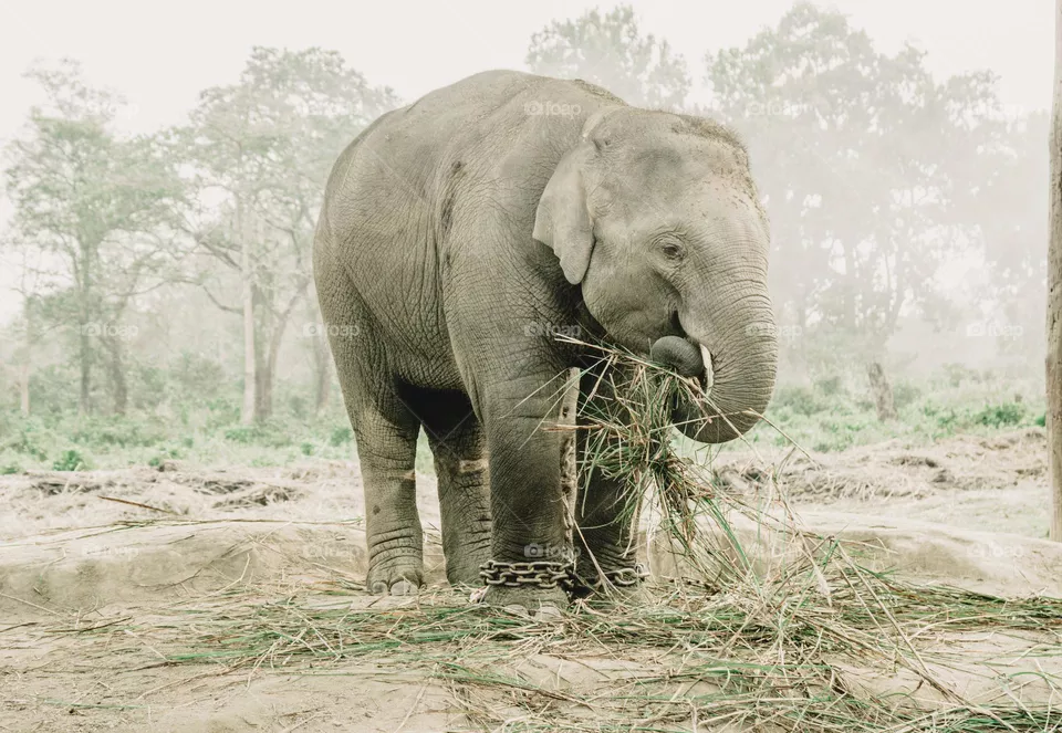 Elephant 