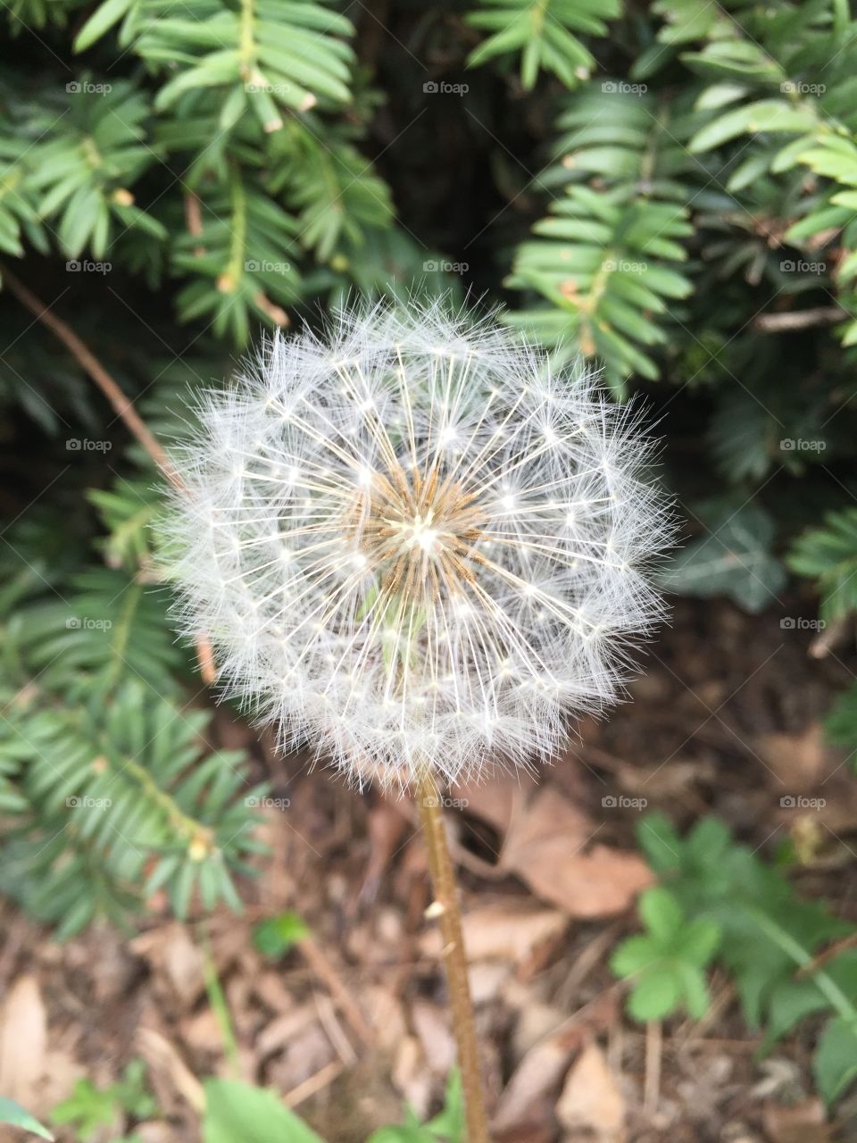 dandelion