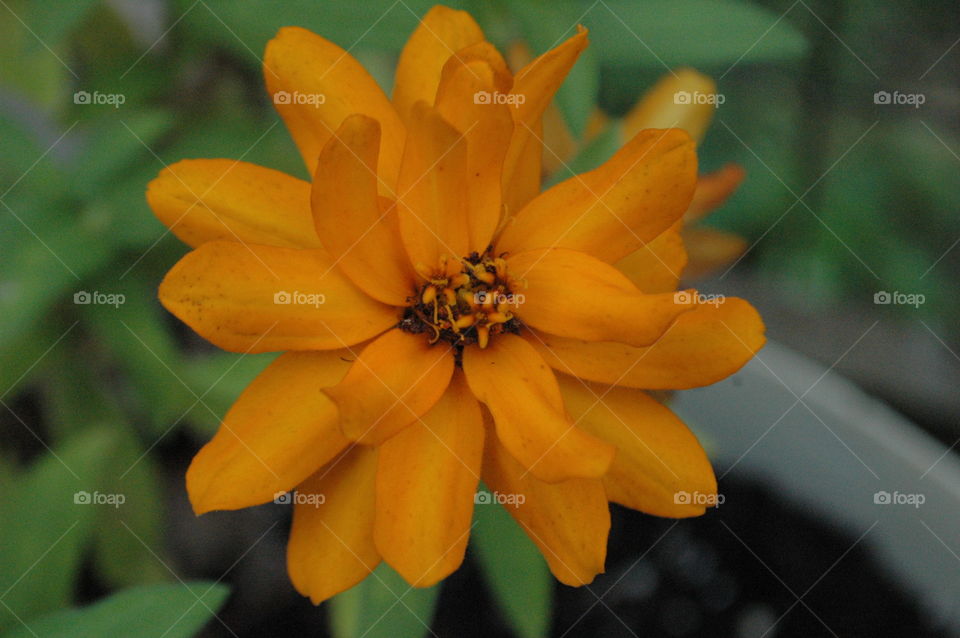 Orange Flower