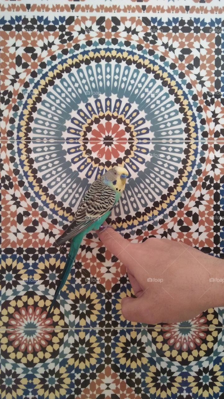 on my finger a nice parrot bird.