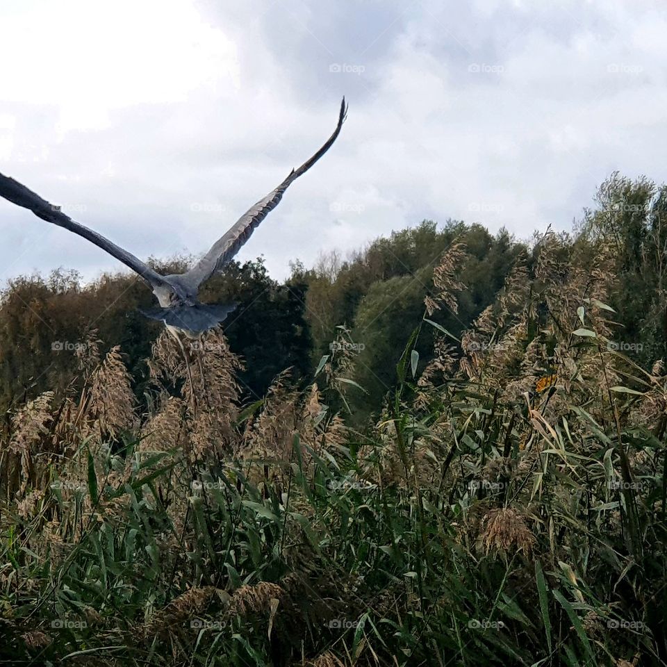 A heron taking off, wildlife