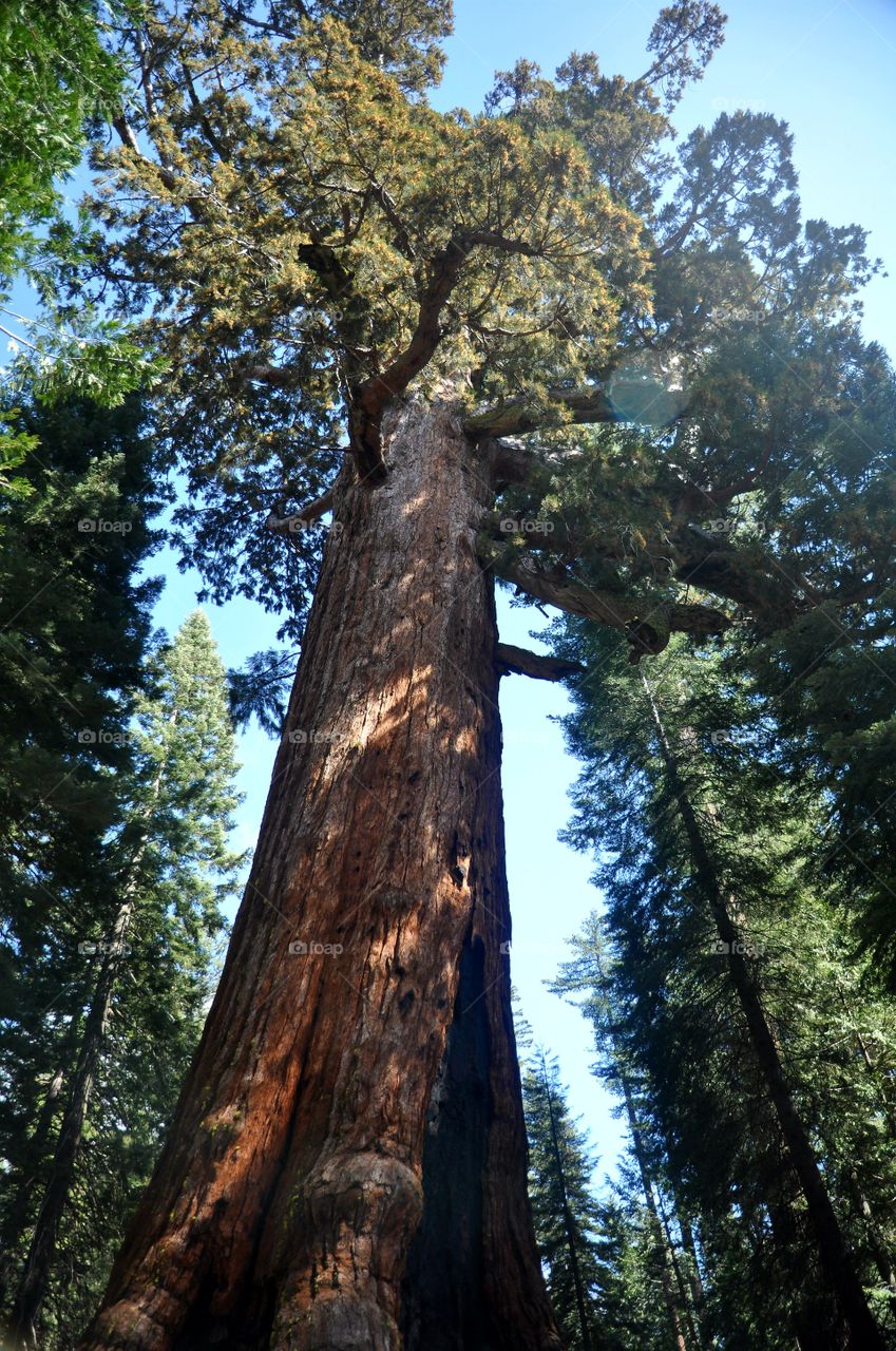 Tallest redwood tree