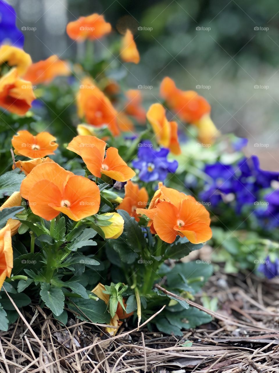 Bright spring garden 