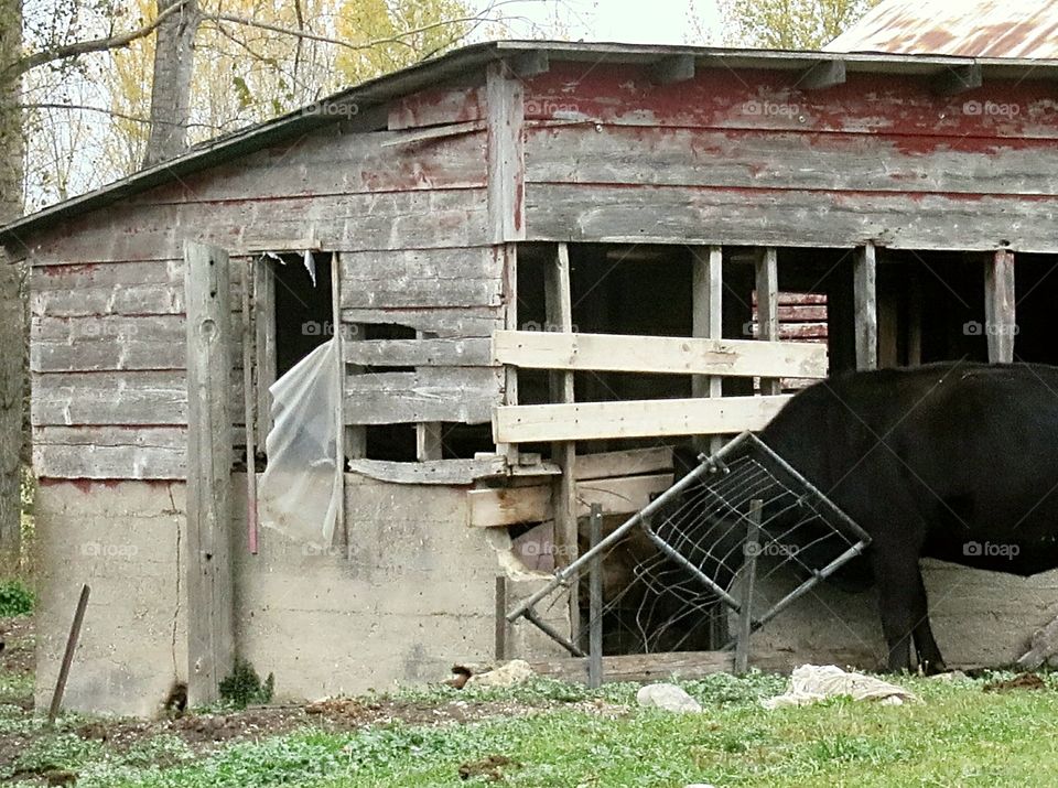 Cow trying to get at the Pig