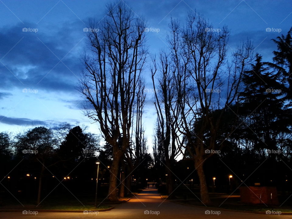 sky in the park on sunset