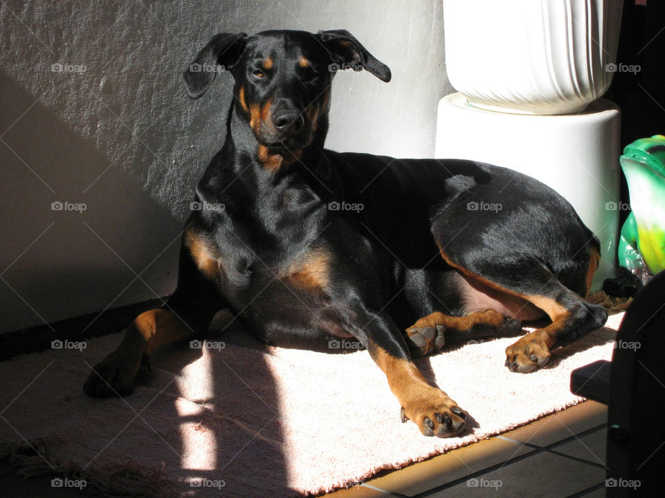 Dobermann relaxed