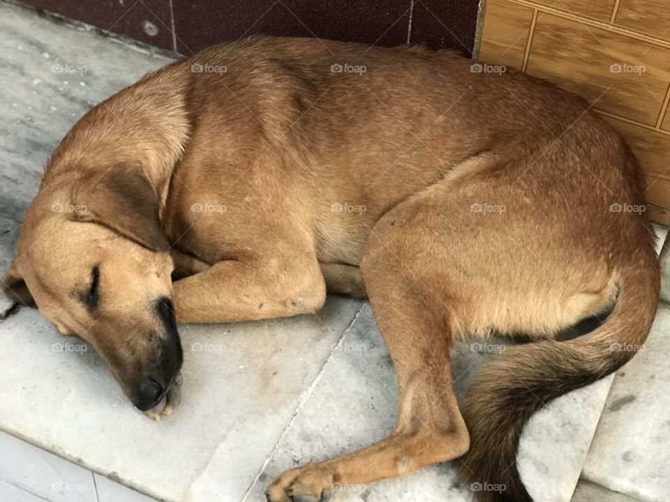 sleepling dog look cute❤️