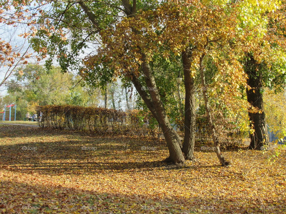 yellow leaf carpet, shadows, spider webs, October