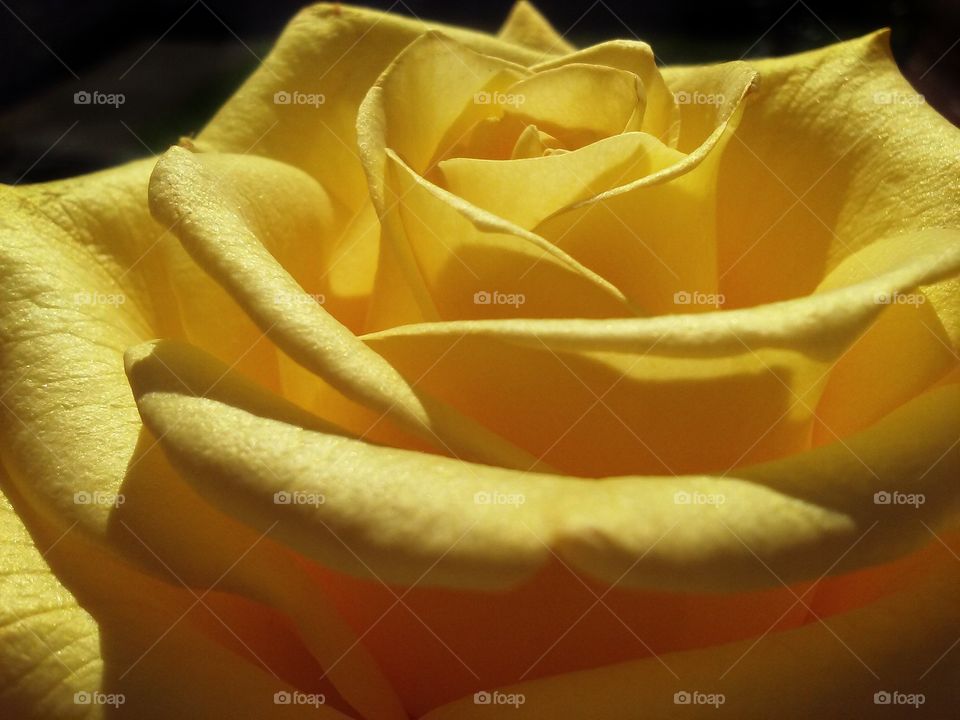 sunlit 2. yellow rose shaded background 