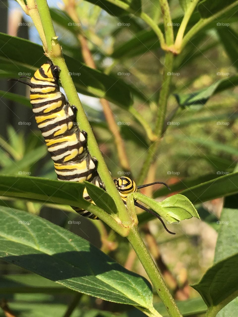 Monarch Caterpillar chowing down on milkweed