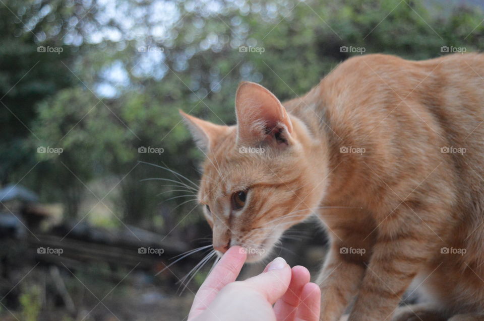 ginger cat