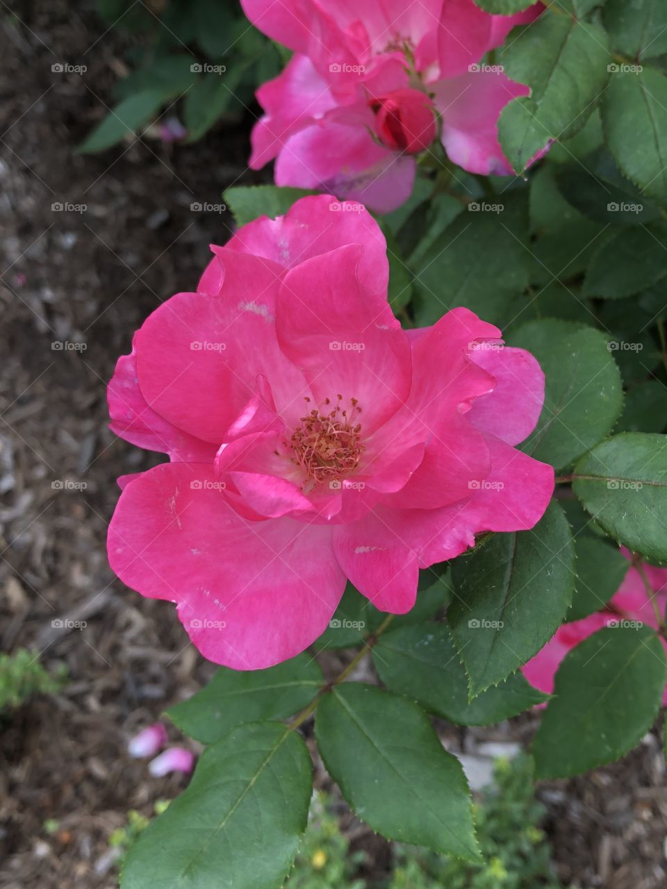 A beautiful and stunning close up of a pink rose! Picture taken in Colonial Park in Somerset, NJ. 