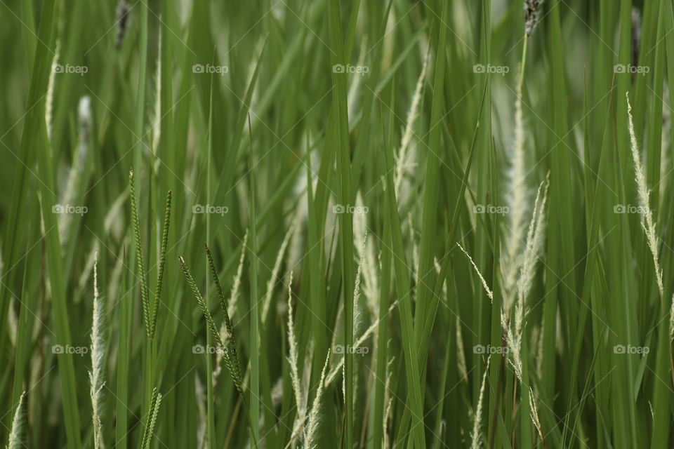 Green Grass Blades And Seeds Close-up Frame, South Africa