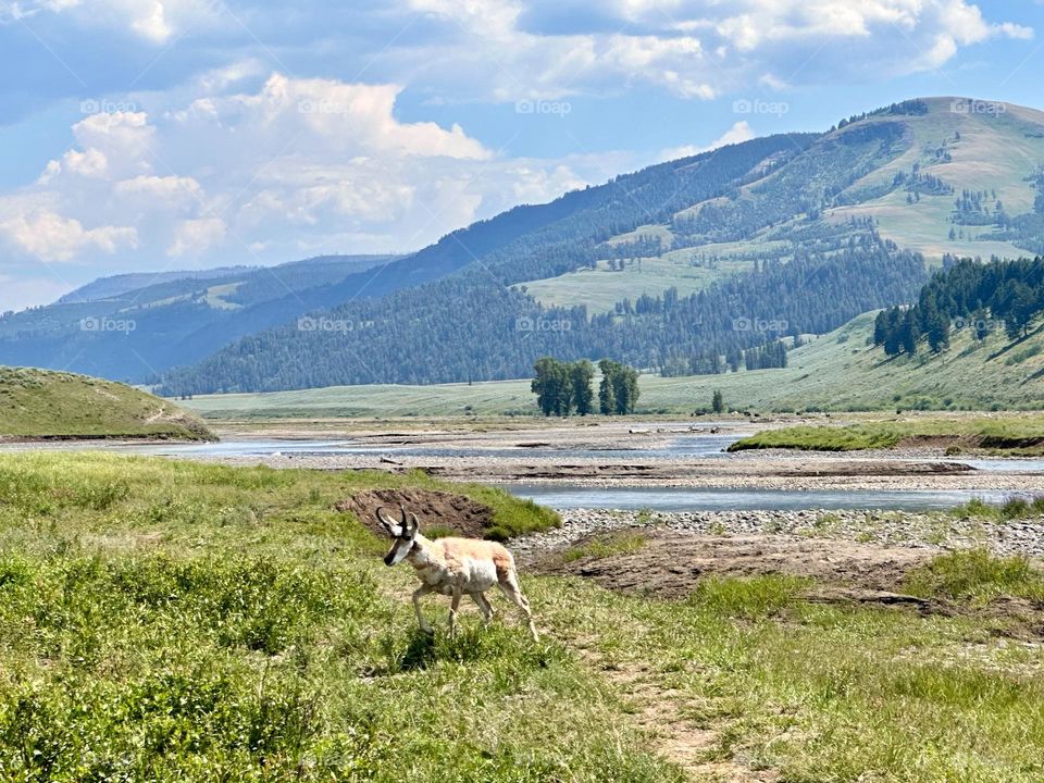 An antelope walking through a dried up river bed 