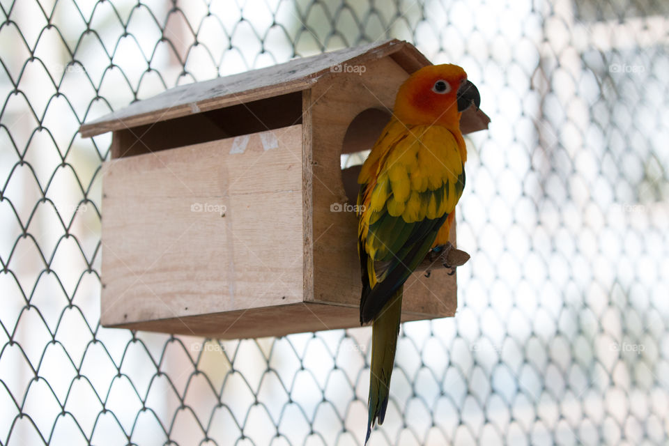 Bird, Fence, No Person, Cage, Wood