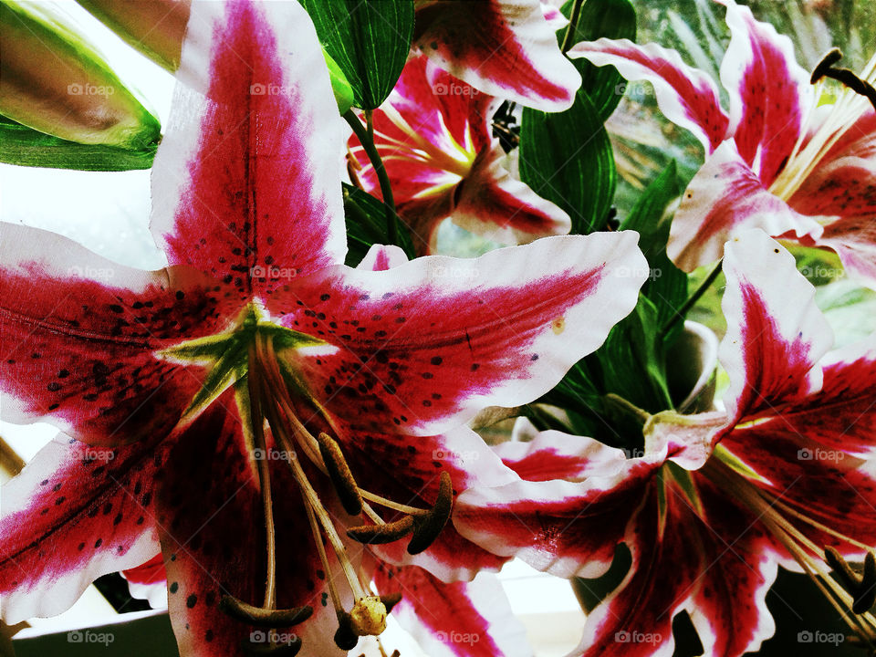 flower red lilly by emilie.reddall