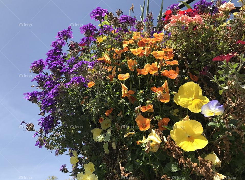 Flowers in Sausalito, California 