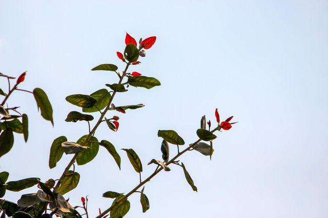 New leafs in spring