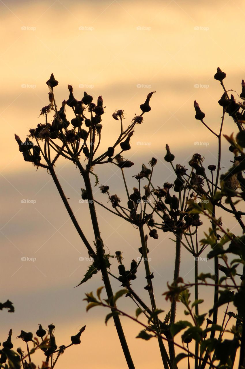 plant in sunset