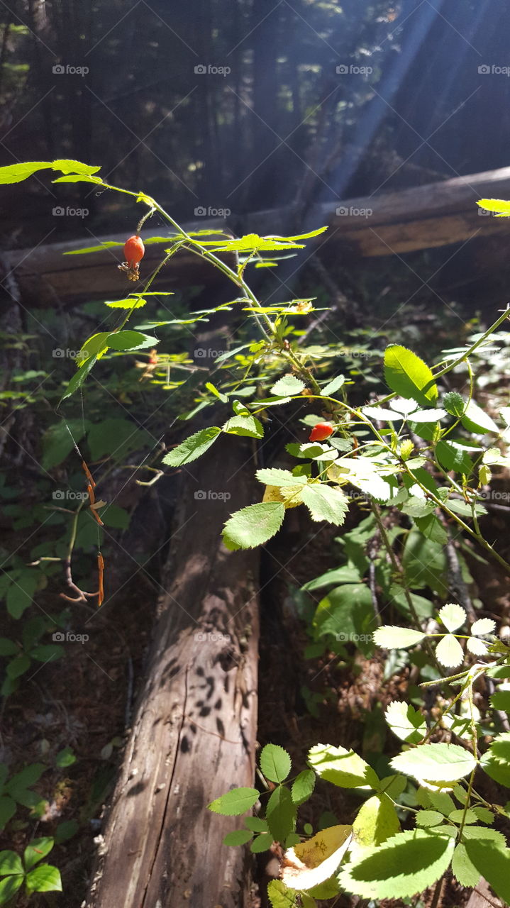 No Person, Leaf, Wood, Tree, Nature