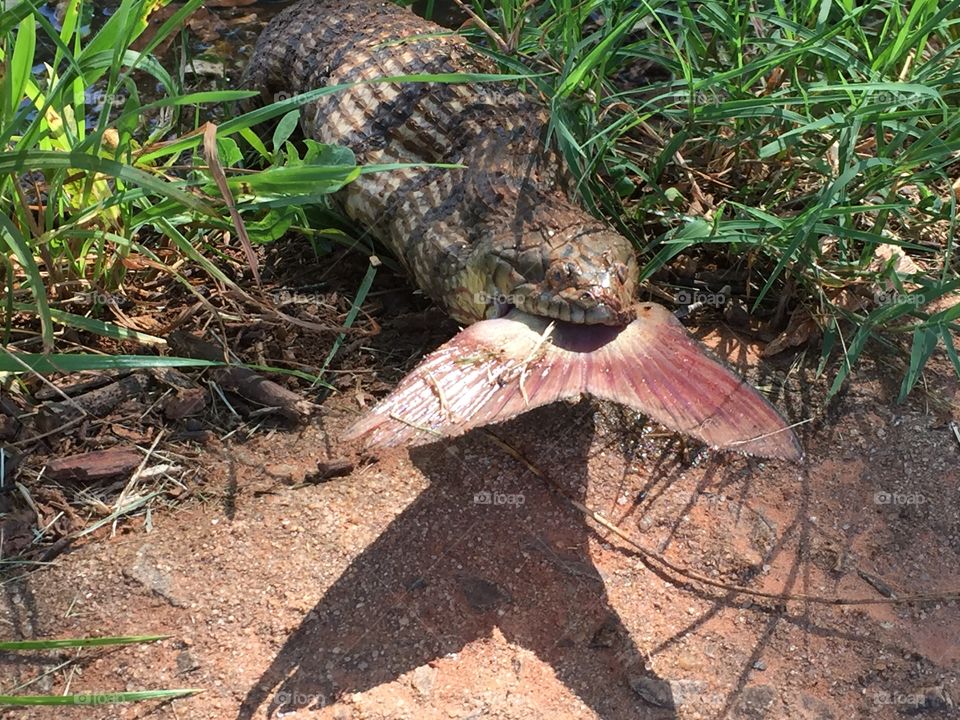 Watersnake swallowing a catfish