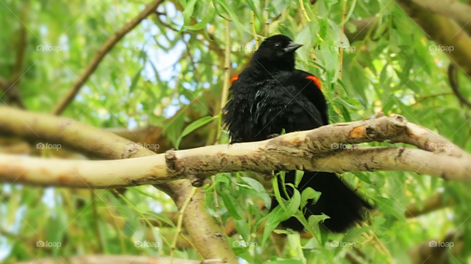 Redwing Blackbird on branch