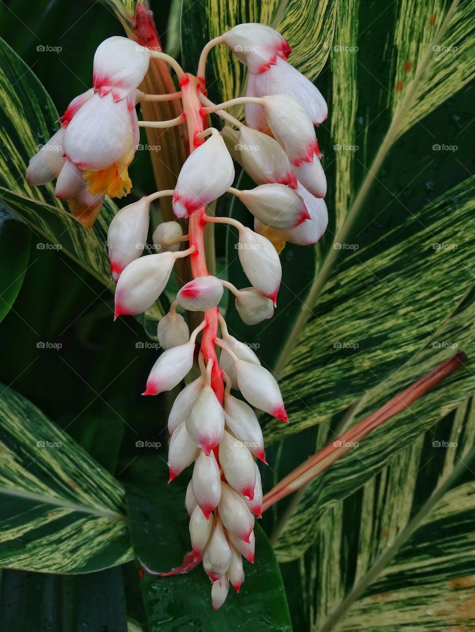 Tropical Wild Orchids. Wild Orchids About To Bloom
