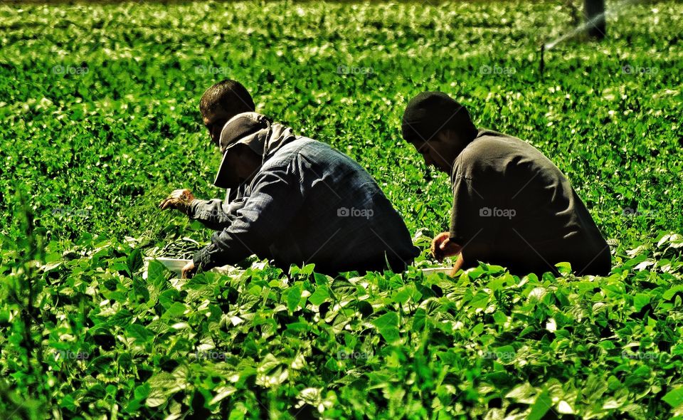 Harvesting An Organic Garden