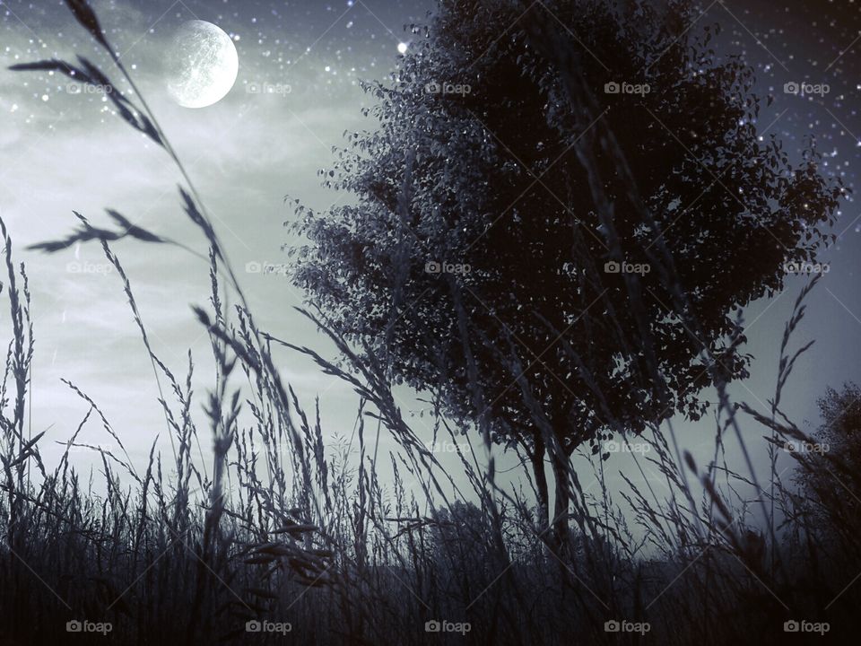 Moonlight shining down on a tree in a field.