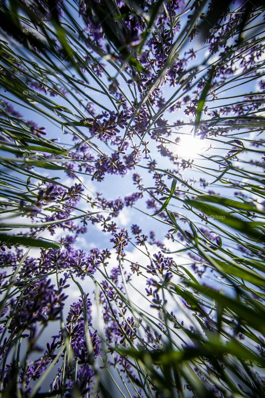 Looking to the sky through a lavender field