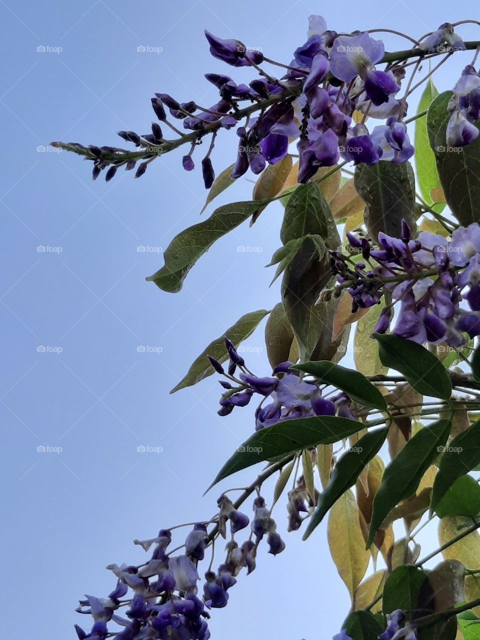 delicate wisteria flowers  on sunny summer  morning