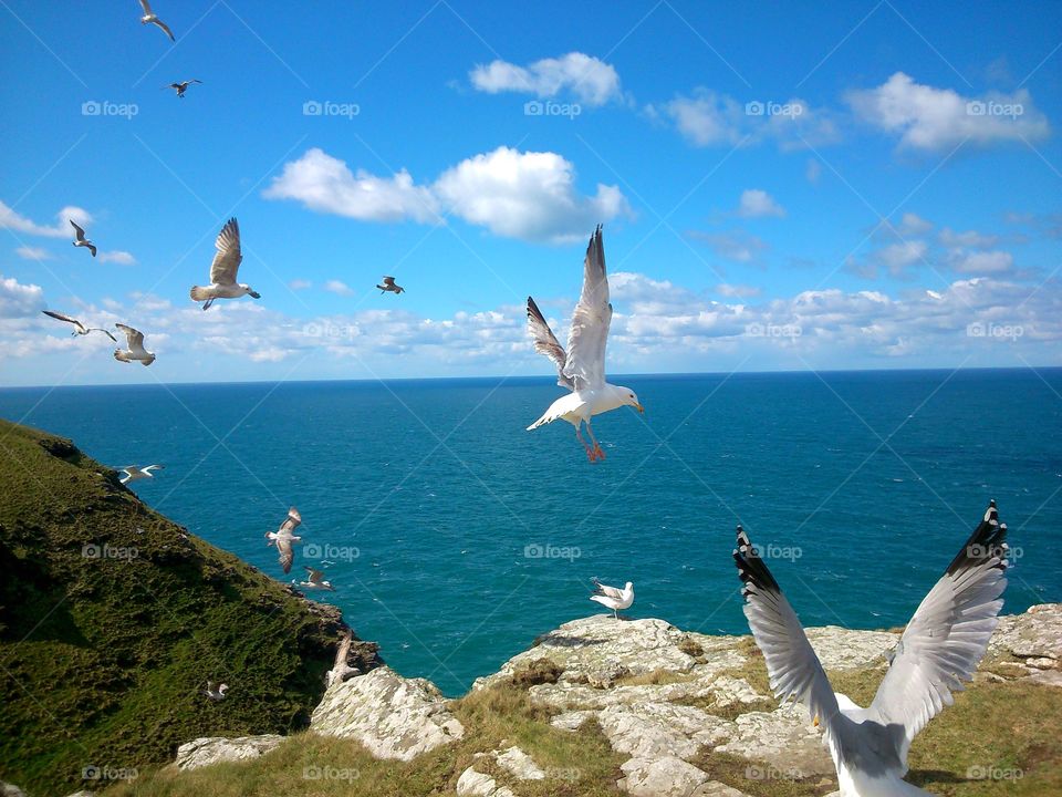 Seagulls on coastline