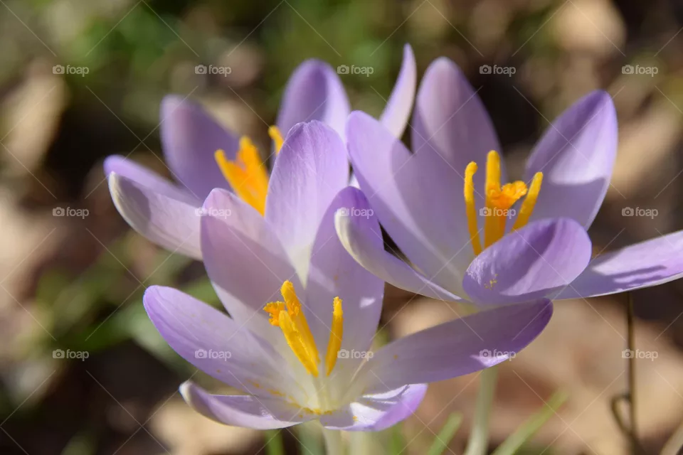 Springtime