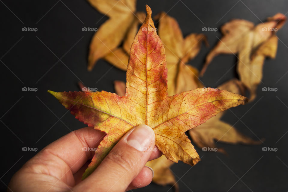 Autumn mood. Hand holding orange maple leaf.