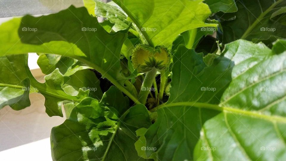 Siamese Twins Conjoined Yellow Flower