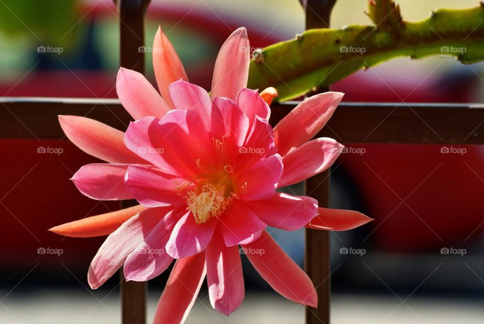 Cactus flower