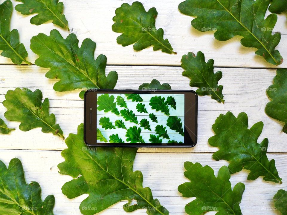 green oak leaves on white background and smartphone