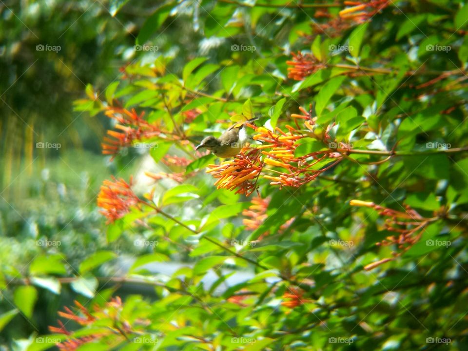 Bird and the flowers