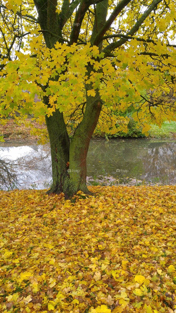 AUTUMN FALL TREE IN YELLOW ORANGE COLORS