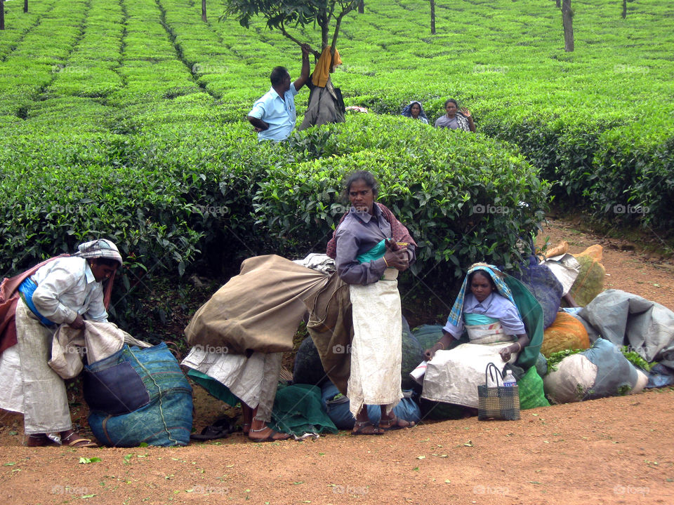 lunch break at teaplantion workers