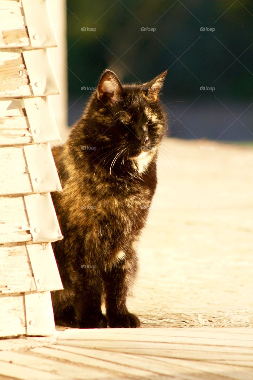 A sleepy tortoise shell cat sunning itself